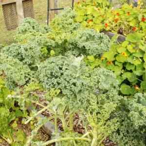 Plentiful kale grows at the garden.