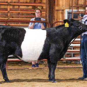 Molly Quinn of Middleboro, 14, with Olde Post Farm Milton Cat during the Sales Talk contest in June. Photo by Abby Van Selous 