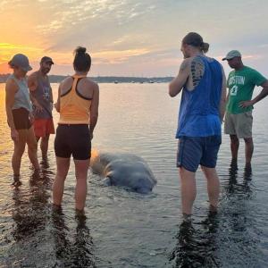 From the left, Dave Gerber, Erin Carr, Nicole Reedy, Jon Barratt and Lou discuss what to do about the stranded manatee they found in Mattapoisett near the Mattapoisett Rail Trail and Reservation Road on Tuesday, Jul. 29. Source: Erin Carr