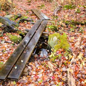 Moss, rocks and wooden walkways can be found in the Marsh.