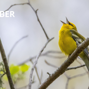 SCCMS Presents Story Time