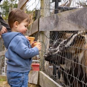 Goats eagerly await food from Jonathan Hurrie, 2, at Pine Meadow Alpacas on Saturday, April 18. Photos by Grace Roche