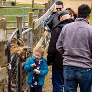 Maggie Lafleur, 4, avoids a close call with a hungry goat. 
