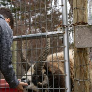 Jake the four-horned Jacob sheep was a favorite for some visitors. 