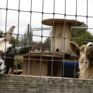 Two goats hope for some food. 
