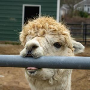 An alpaca nibbles the fence. 