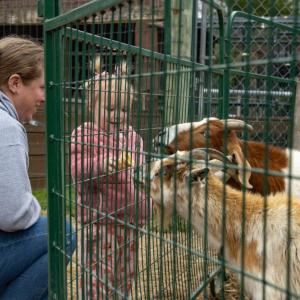 Lainey Carlton, 2, feeds a cone to goats while her mother looks on. 