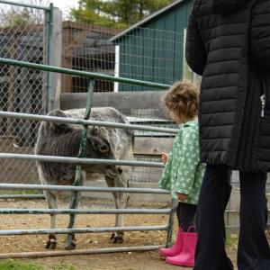A young visitor looks at the farm's miniuature Zebu cow. 