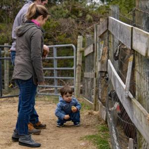 The Hurries came from Sandwich to feed the animals. 