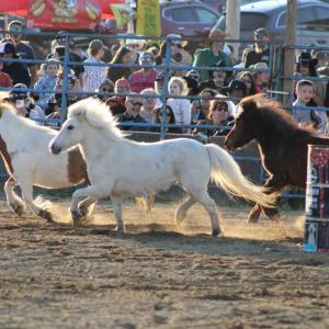 The mini horses are loose!