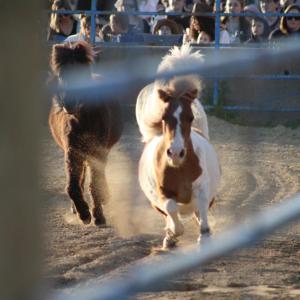 Hay there!