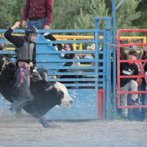 Taking the bull by its horns - literally.