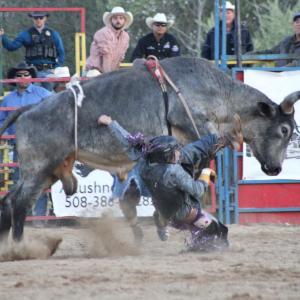A rider falls from a bull.