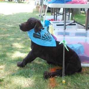 A stuffed dog reps Mattapoisett trail merch. 