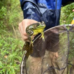 One coastal explorations participant holds a frog they found during the program. Photo source: Marion Natural History Museum
