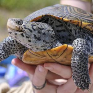 Diamondback terrapins are a protected species, and construction on the Route 6 bridge has been delayed to protect their nesting areas. File photo