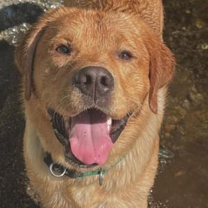 Marion Police Department's comfort dog Norman. Photo source: Marion Police