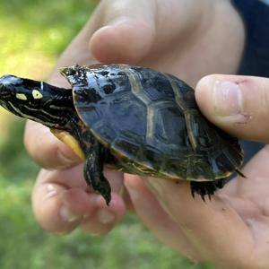 One young explorer found a small turtle. 
