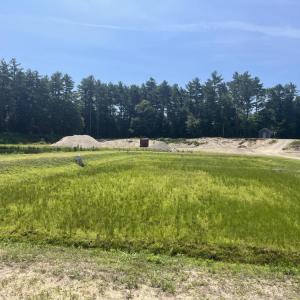 One of the bogs at the farm is exclusively used for visitors to wade in. 