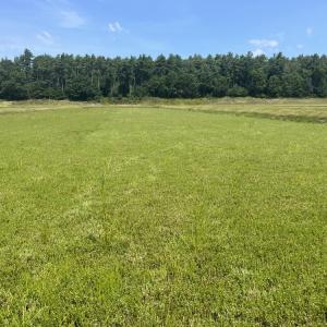 Thick growth in cranberry bogs helps chock out any competing weeds. 