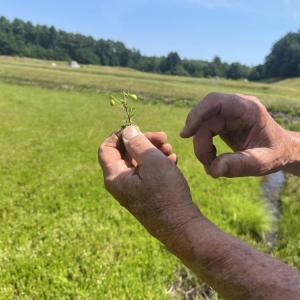 Hartley shows the size of some of the farm's cranberries during the growing process. 