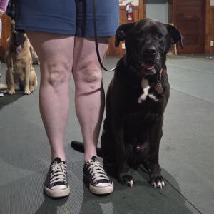 Archie heels next to his owner, meaning he walks directly next to her and takes a seat when she pauses.