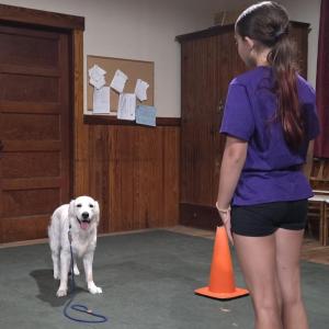 Mackenzie Smedberg “stands” her dog Cannoli. Cannoli is expected to stand in her spot without moving her feet as Smedberg walks away from her.