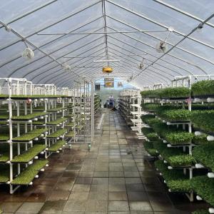 Several varieties of sprouts grow inside a greenhouse at the Johnathan Sprouts farm in Rochester. Photos by Grace Roche