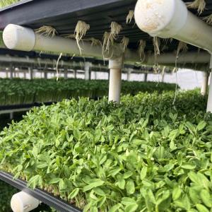 Sprouts are ready to be harvested after about a week. 