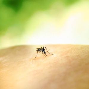 Avoiding mosquito activity can keep people safe from West Nile virus and Eastern Equine Encephalitis.