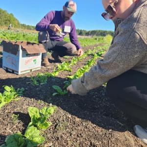Food service staff harvest chard. 