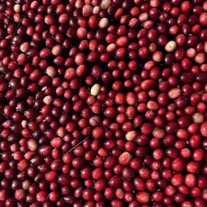 Cranberries float in the water. 