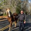 Lt. Justin King gets control of the loose horse. Source: Mattapoisett Facebook