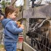 Goats eagerly await food from Jonathan Hurrie, 2, at Pine Meadow Alpacas on Saturday, April 18. Photos by Grace Roche