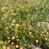 By mid-summer, cranberries have begun ripening and turning their recognizable color. Photos by Grace Roche
