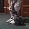 Brad Cole, of Mattapoisett, gives his dog Pancake a treat. The dogs receive positive reinforcement during their obedience training through praise and treats.