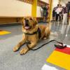 Marion's comfort dog, Norman, sits in the hallway of Sippican School during an open house Tuesday, Sept. 1. Photos by Grace Roche