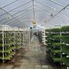 Several varieties of sprouts grow inside a greenhouse at the Johnathan Sprouts farm in Rochester. Photos by Grace Roche