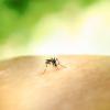 Avoiding mosquito activity can keep people safe from West Nile virus and Eastern Equine Encephalitis.