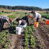 Staff from the Westport Schools Food Service Department harvest produce on Frogfoot Farm during an Oct. 7 visit. Photos source: Marion Institute
